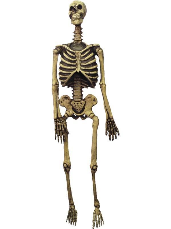 Skjelett Life Size Delux