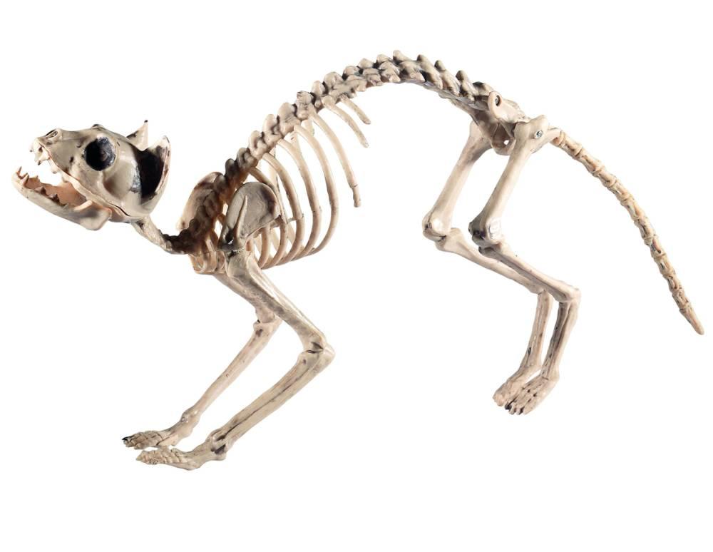 Katt Skjelett Prop 24 cm
